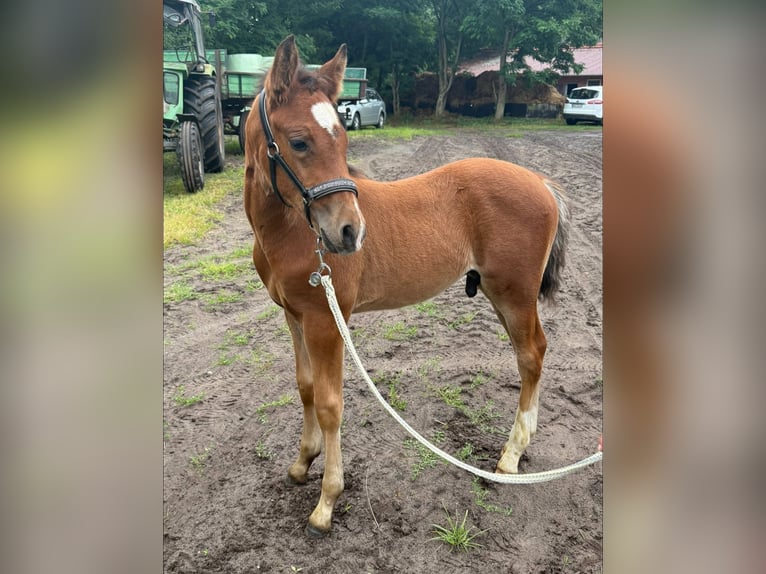 Deutsches Reitpony Hengst  148 cm Brauner in Worpswede