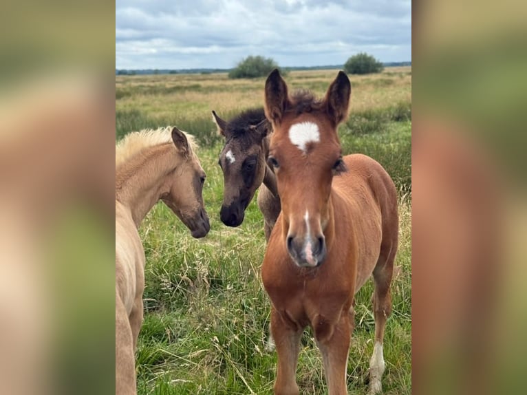 Deutsches Reitpony Hengst  148 cm Brauner in Worpswede