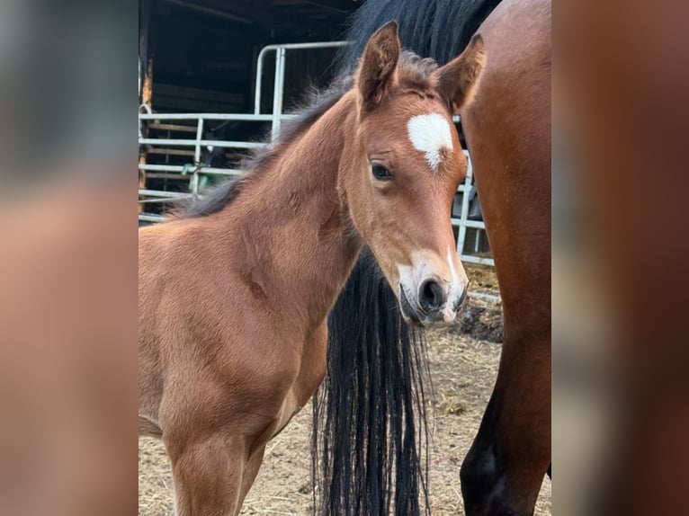 Deutsches Reitpony Hengst  148 cm Brauner in Worpswede