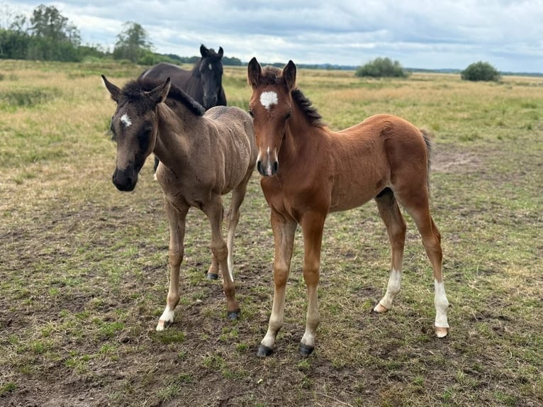 Deutsches Reitpony Hengst  148 cm Brauner in Worpswede