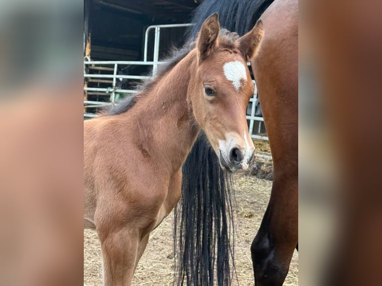 Deutsches Reitpony Hengst  148 cm Brauner in Worpswede