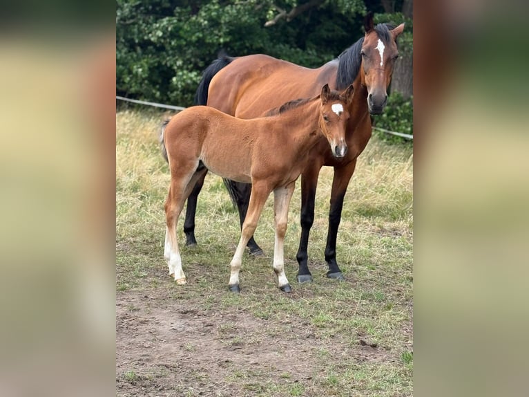Deutsches Reitpony Hengst  148 cm Brauner in Worpswede