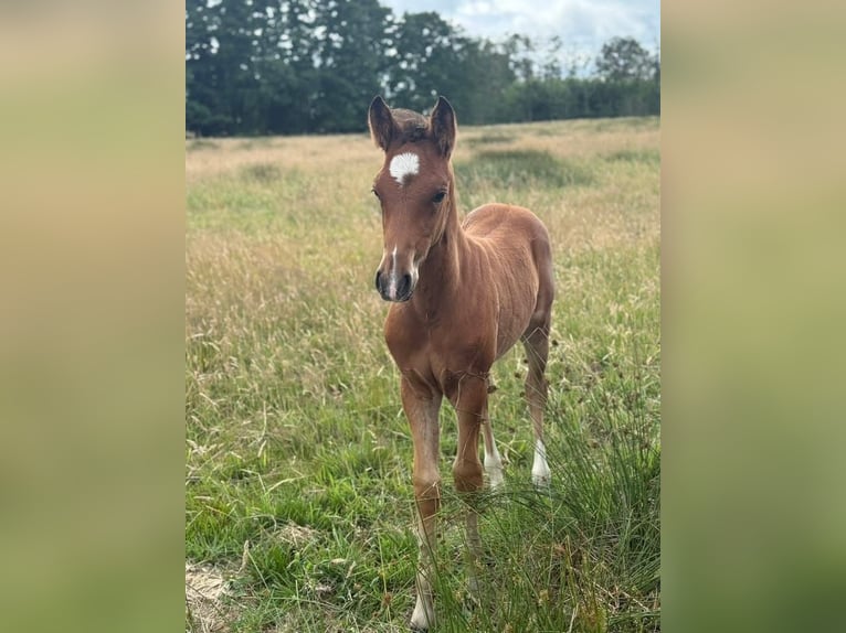 Deutsches Reitpony Hengst  148 cm Brauner in Worpswede