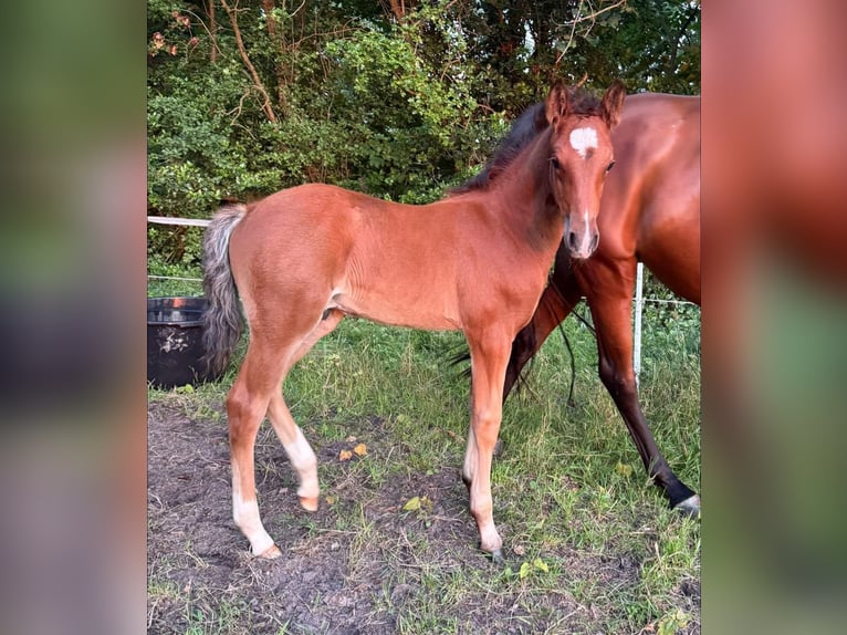 Deutsches Reitpony Hengst  148 cm Brauner in Worpswede