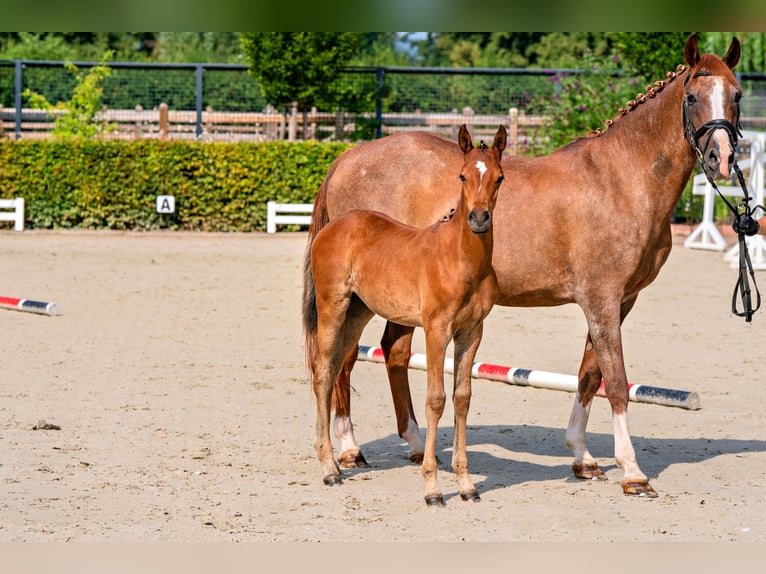 Deutsches Reitpony Hengst Fohlen (05/2026) 148 cm Brauner in Reichelsheim/Ober-Ostern