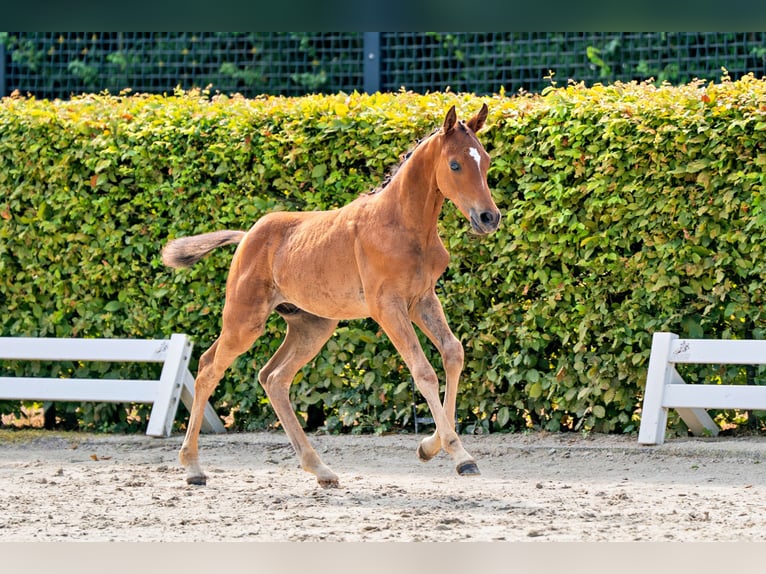 Deutsches Reitpony Hengst Fohlen (05/2026) 148 cm Brauner in Reichelsheim/Ober-Ostern