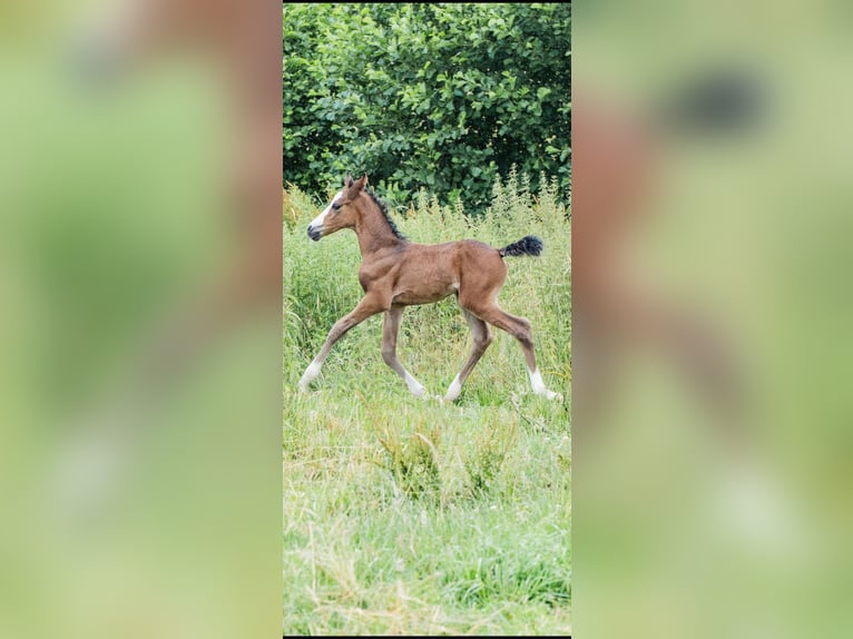Deutsches Reitpony Hengst Fohlen (06/2026) 148 cm Brauner in Schönberg