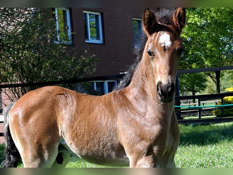 Deutsches Reitpony Hengst Fohlen (04/2026) 148 cm Brauner in Herzebrock-Clarholz