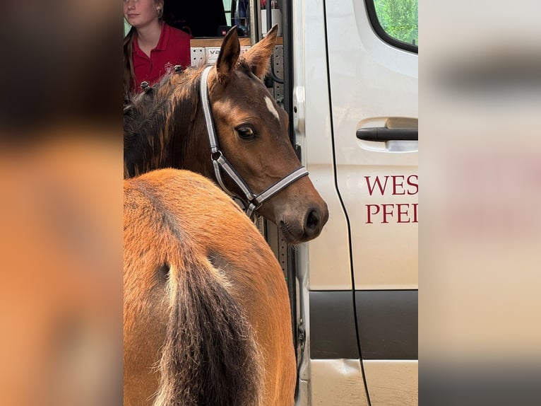 Deutsches Reitpony Hengst Fohlen (04/2026) 148 cm Brauner in Herzebrock-Clarholz