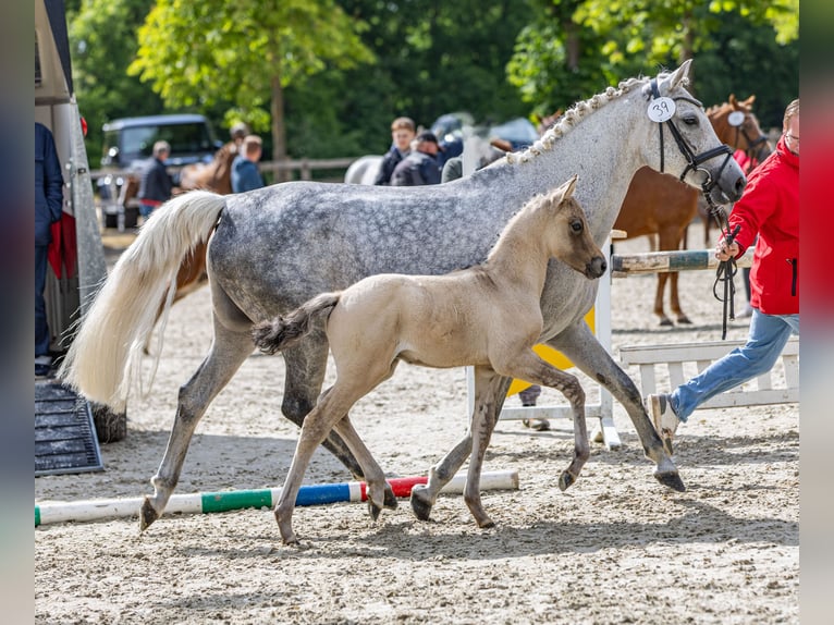 Deutsches Reitpony Hengst  148 cm Braunfalbschimmel in Bramsche