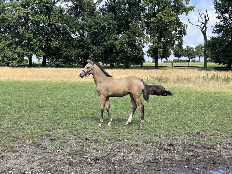 Deutsches Reitpony Hengst Fohlen (05/2024) 148 cm Buckskin in Datteln