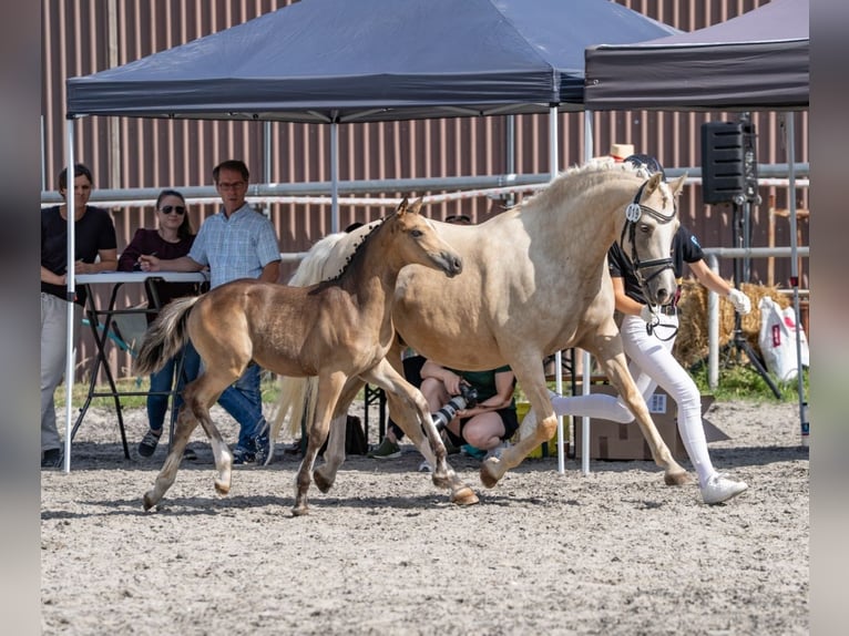 Deutsches Reitpony Hengst Fohlen (04/2026) 148 cm Buckskin in Eberdingen-Nußdorf