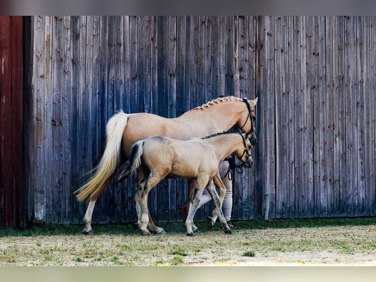 Deutsches Reitpony Hengst Fohlen (05/2025) 148 cm Buckskin in Falkenberg