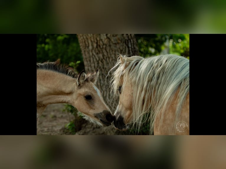 Deutsches Reitpony Hengst Fohlen (05/2025) 148 cm Buckskin in Falkenberg