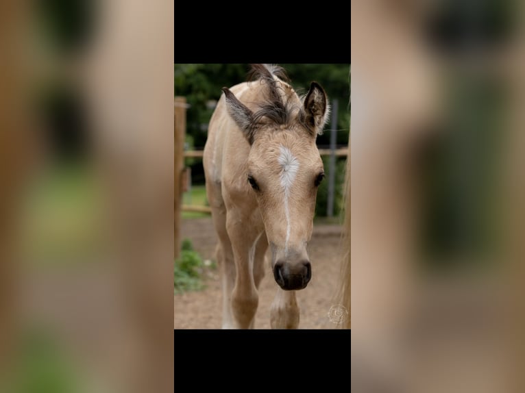 Deutsches Reitpony Hengst Fohlen (05/2025) 148 cm Buckskin in Falkenberg