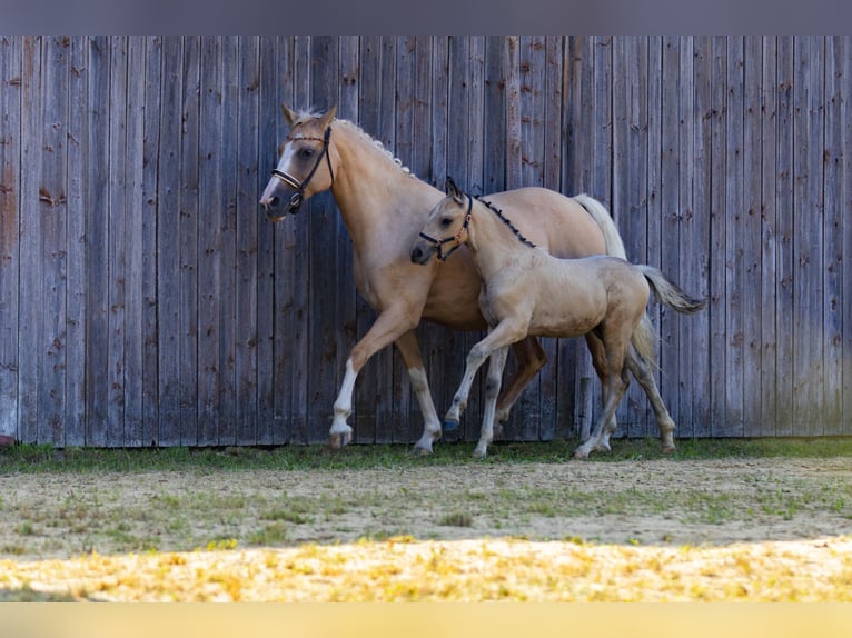 Deutsches Reitpony Hengst Fohlen (05/2025) 148 cm Buckskin in Falkenberg