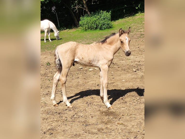 Deutsches Reitpony Hengst Fohlen (05/2025) 148 cm Buckskin in Falkenberg