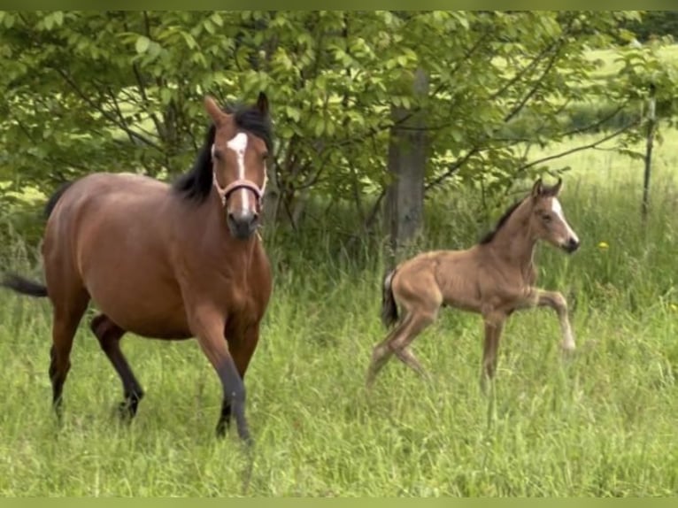 Deutsches Reitpony Hengst Fohlen (05/2025) 148 cm Buckskin in Pitten