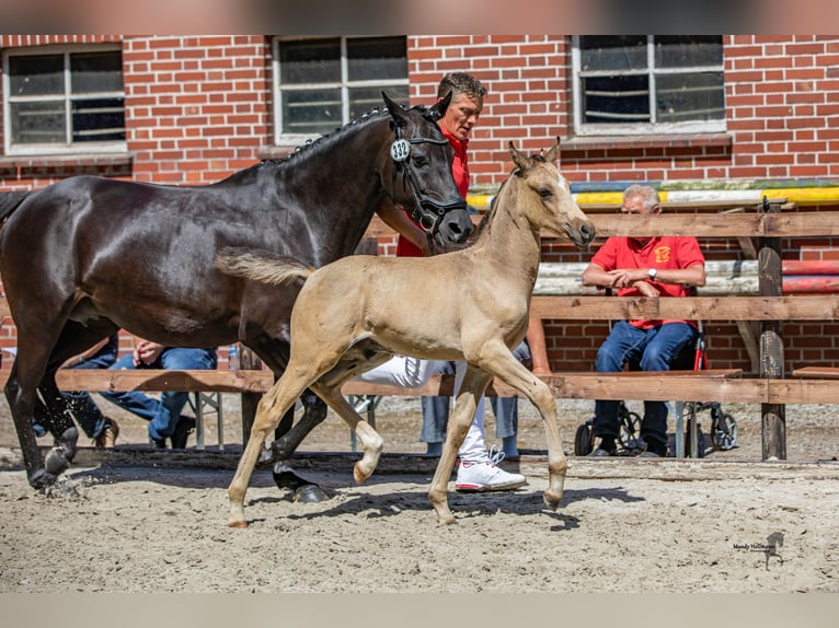 Deutsches Reitpony Hengst Fohlen (05/2024) 148 cm Buckskin in Bad Essen