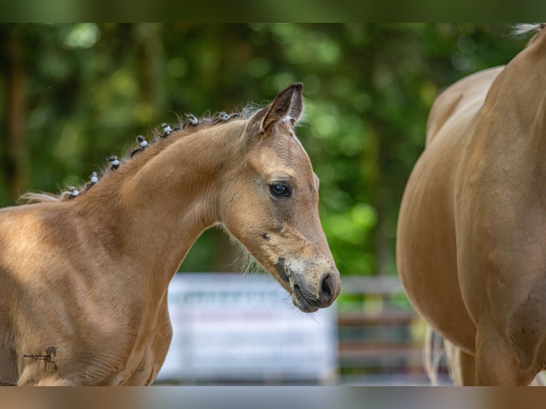 Deutsches Reitpony Hengst  148 cm Buckskin in Menslage