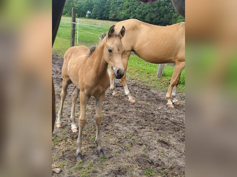 Deutsches Reitpony Hengst  148 cm Buckskin in Menslage