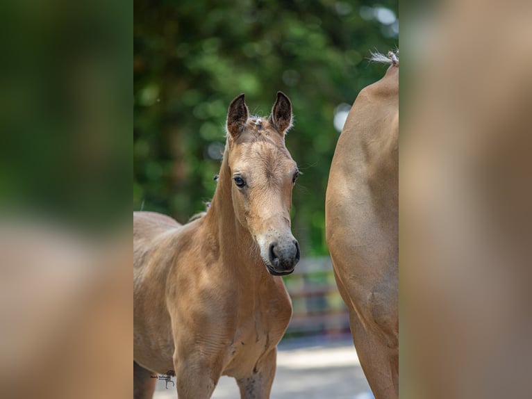 Deutsches Reitpony Hengst  148 cm Buckskin in Menslage