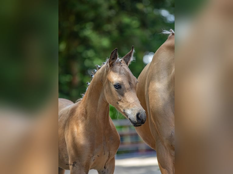 Deutsches Reitpony Hengst  148 cm Buckskin in Menslage