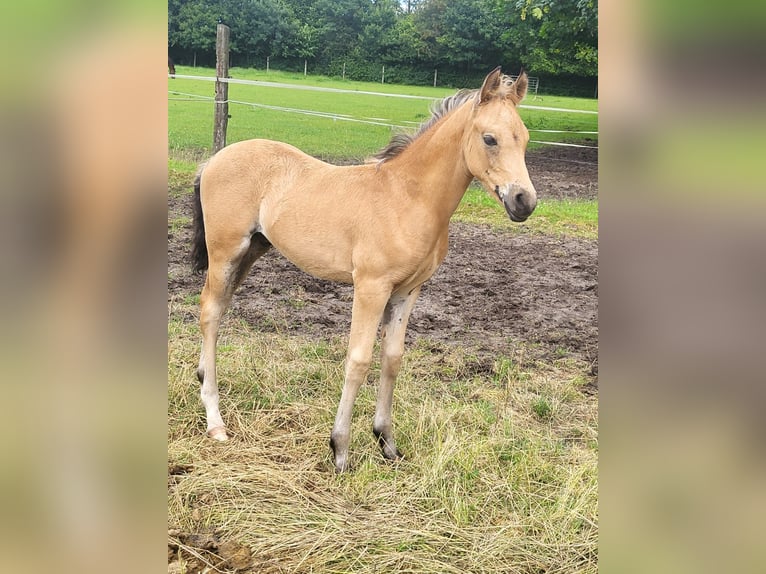 Deutsches Reitpony Hengst  148 cm Buckskin in Menslage