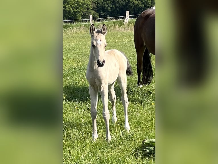 Deutsches Reitpony Hengst  148 cm Buckskin in Lintig