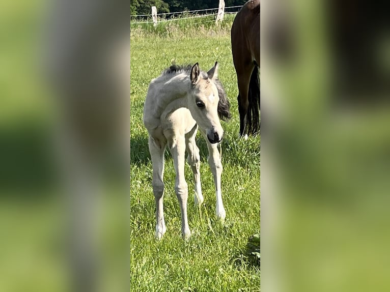 Deutsches Reitpony Hengst  148 cm Buckskin in Lintig
