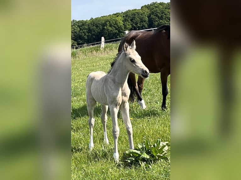 Deutsches Reitpony Hengst  148 cm Buckskin in Lintig