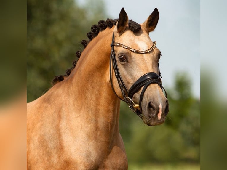 Deutsches Reitpony Hengst Fohlen (05/2024) 148 cm Buckskin in Hüffelsheim