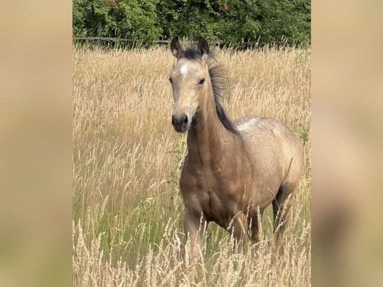 Deutsches Reitpony Hengst Fohlen (01/2026) 148 cm Buckskin in Achim