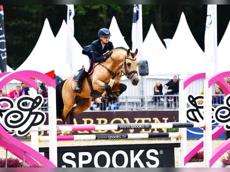 Deutsches Reitpony Hengst Fohlen (05/2024) 148 cm Buckskin in Ebersberg