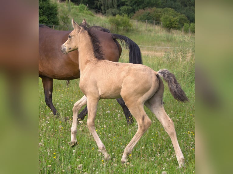 Deutsches Reitpony Hengst Fohlen (05/2024) 148 cm Buckskin in Ebersberg