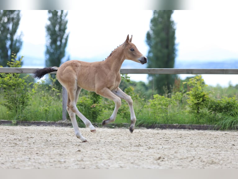 Deutsches Reitpony Hengst Fohlen (05/2024) 148 cm Buckskin in Ebersberg