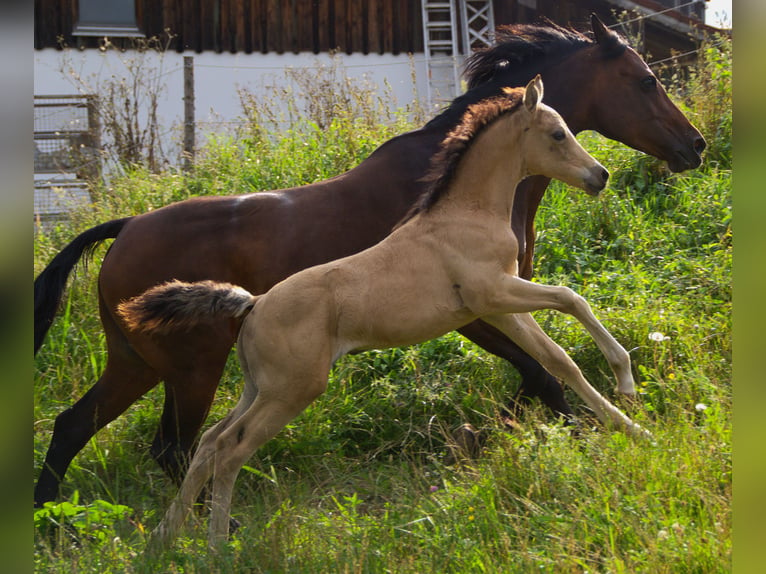 Deutsches Reitpony Hengst Fohlen (05/2024) 148 cm Buckskin in Ebersberg