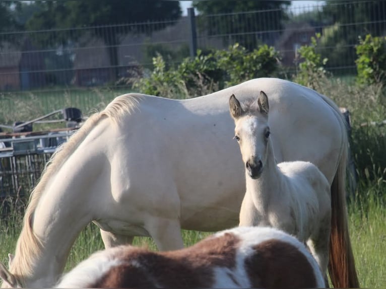 Deutsches Reitpony Hengst  148 cm in Rees