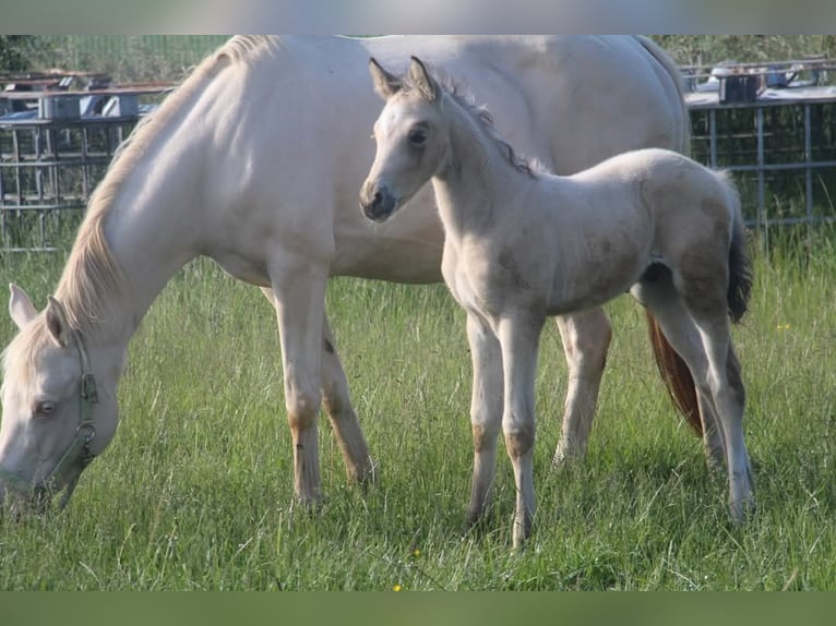 Deutsches Reitpony Hengst  148 cm in Rees