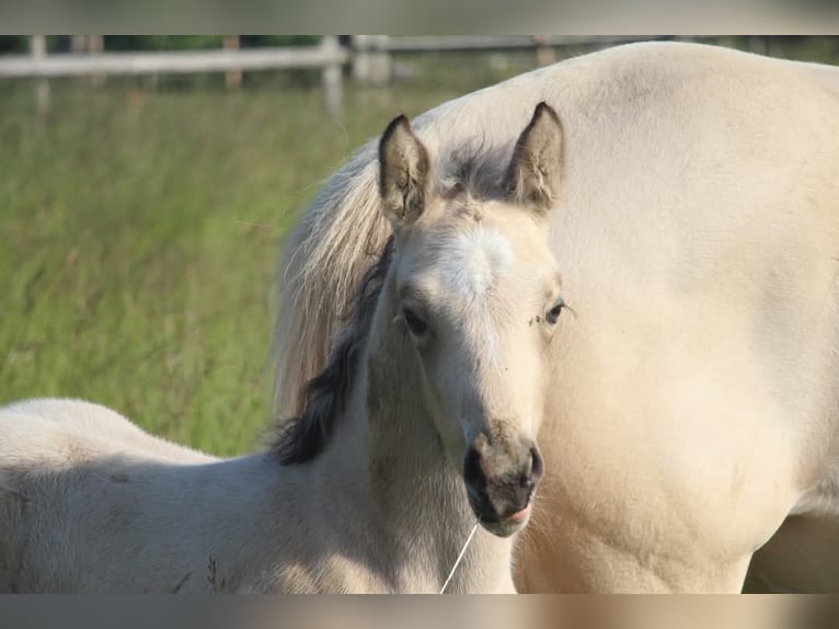 Deutsches Reitpony Hengst  148 cm in Rees