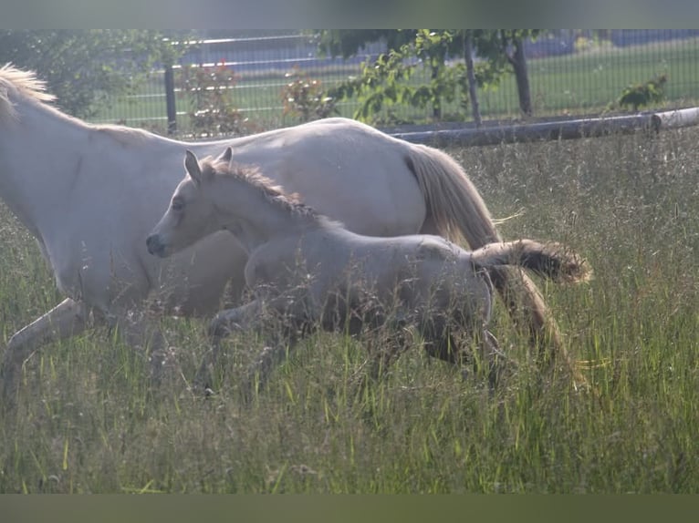 Deutsches Reitpony Hengst  148 cm in Rees