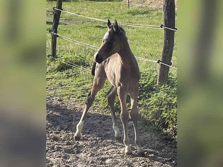 Deutsches Reitpony Hengst Fohlen (04/2024) 148 cm in SuhlendorfSuhlendorf