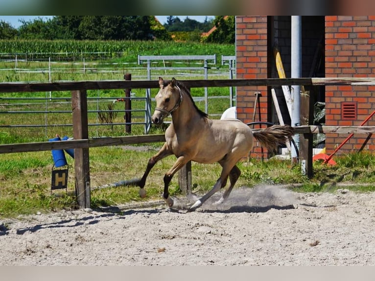 Deutsches Reitpony Hengst Fohlen (04/2024) 148 cm Dunalino in Bad Zwischenahn