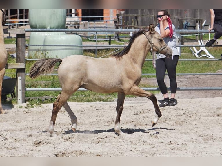 Deutsches Reitpony Hengst Fohlen (04/2024) 148 cm Dunalino in Bad Zwischenahn