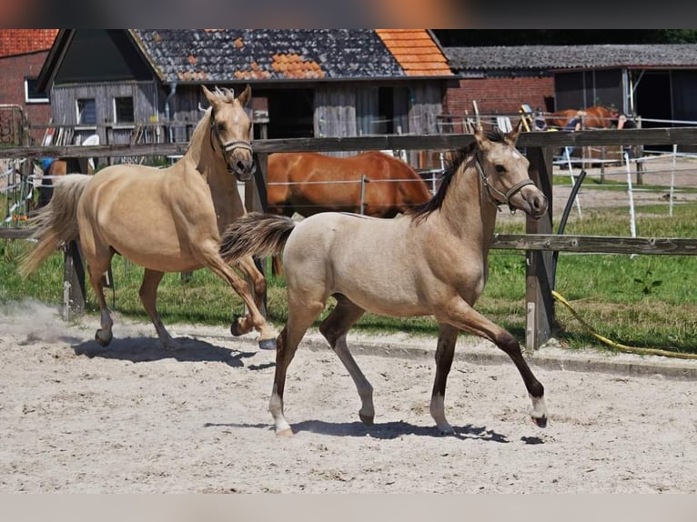 Deutsches Reitpony Hengst Fohlen (04/2024) 148 cm Dunalino in Bad Zwischenahn