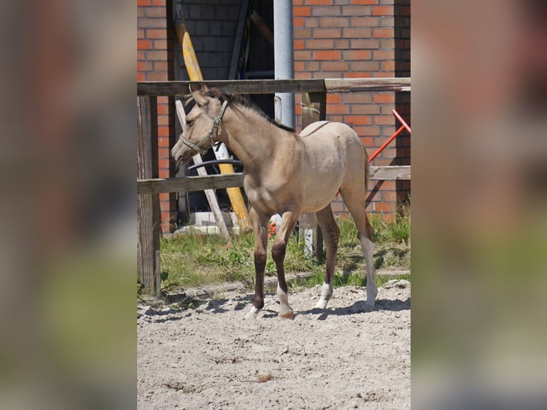 Deutsches Reitpony Hengst Fohlen (04/2024) 148 cm Dunalino in Bad Zwischenahn