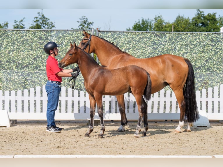 Deutsches Reitpony Hengst Fohlen (04/2025) 148 cm Dunkelbrauner in Ahaus