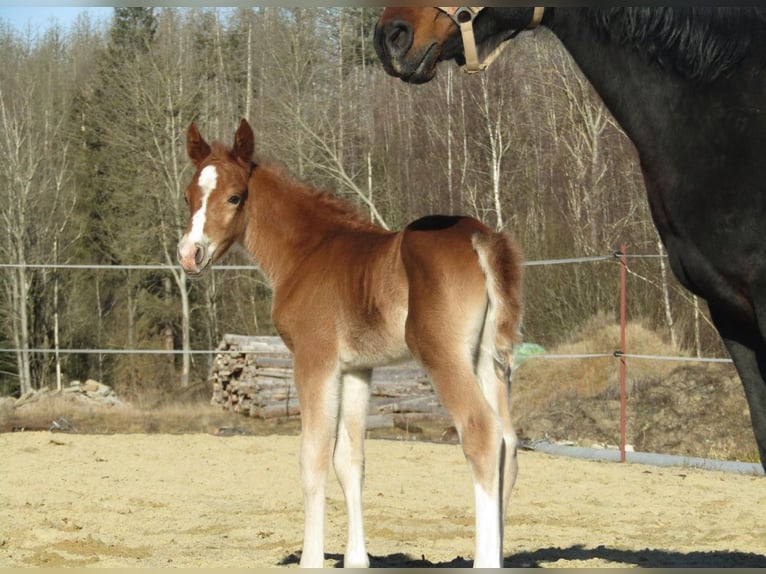 Deutsches Reitpony Hengst  148 cm Dunkelfuchs in Neustadt an der Orla