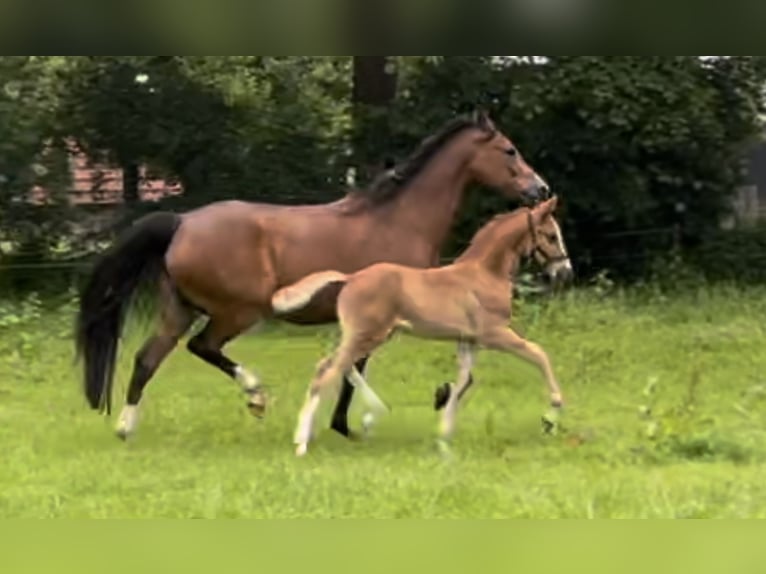 Deutsches Reitpony Hengst Fohlen (05/2024) 148 cm Dunkelfuchs in Goch