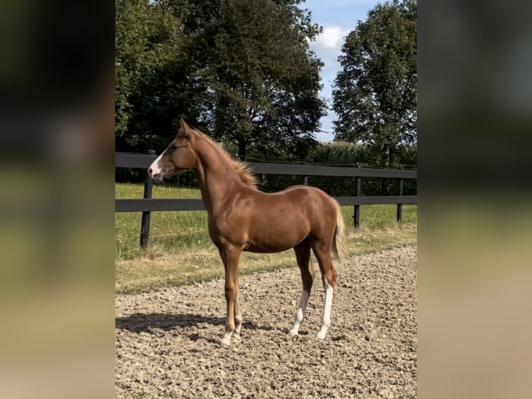 Deutsches Reitpony Hengst Fohlen (05/2024) 148 cm Dunkelfuchs in Goch